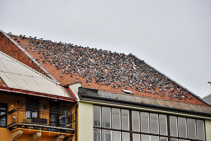 A2B Pest Control are able to install spikes to deter birds from roofs in Leominster. 