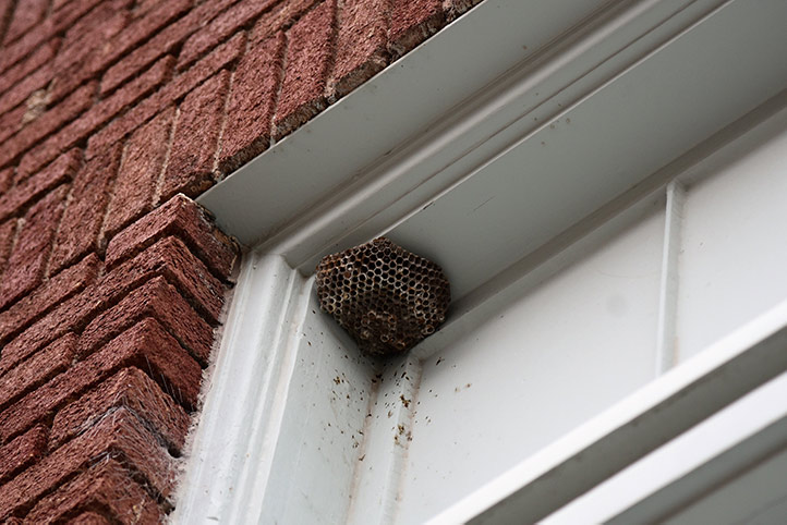 We provide a wasp nest removal service for domestic and commercial properties in Leominster.